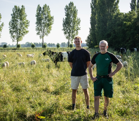 familie Van Leeuwen biologische koeien en schapen