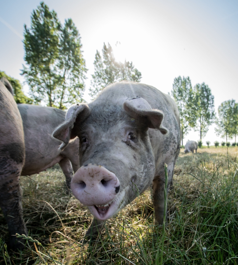 Biologisch varken